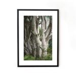 Buy photograph framed wall art painting online