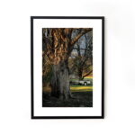 Buy photograph framed wall art painting online