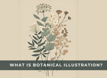 botanical art illustration