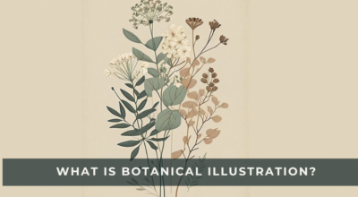 botanical art illustration